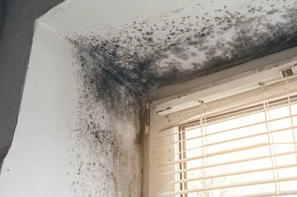Affordable Mold Removal solutions in Raritan, NJ